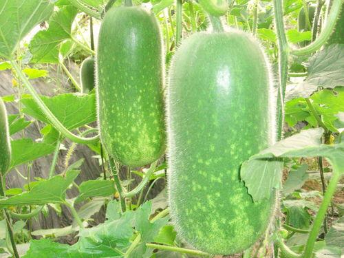 56吃瓜网 网红大瓜等你来开,网红大瓜，等你来一网打尽！